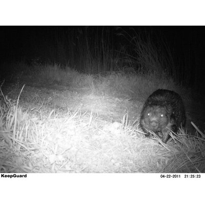 Nočný záber zvieraťa z fotopasce ScoutGuard KG680V s nočným videním