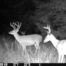 Fotopasca spypoint flex - dvojbalenie za výhodnú cenu + 4 sim karty zdarma - 468af7ae-a16c-541a-b5fa-cb34f33738db