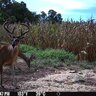 Fotopasca spypoint flex - dvojbalenie za výhodnú cenu + 4 sim karty zdarma - large_6308dc7137cdf