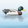 Balabán mallard drake kačica divá – kohút - balaban_divoka_kacica_kohut_