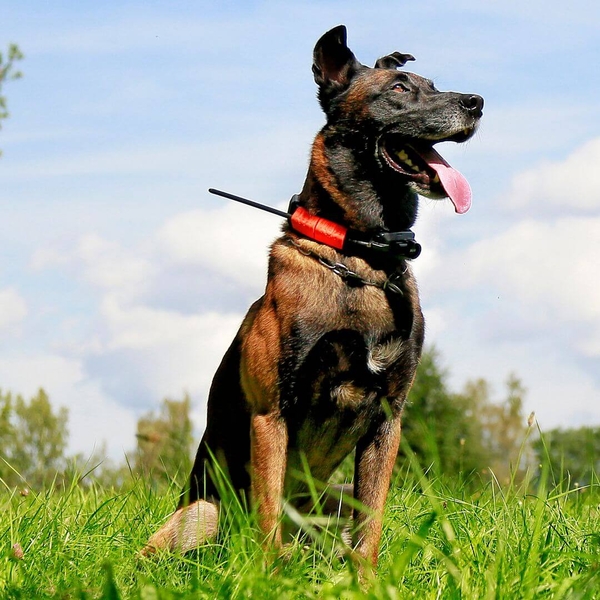 Műholdas GPS lokátor Dogtrace DOG GPS X30TB - képzési modullal és hanglokátorral 9